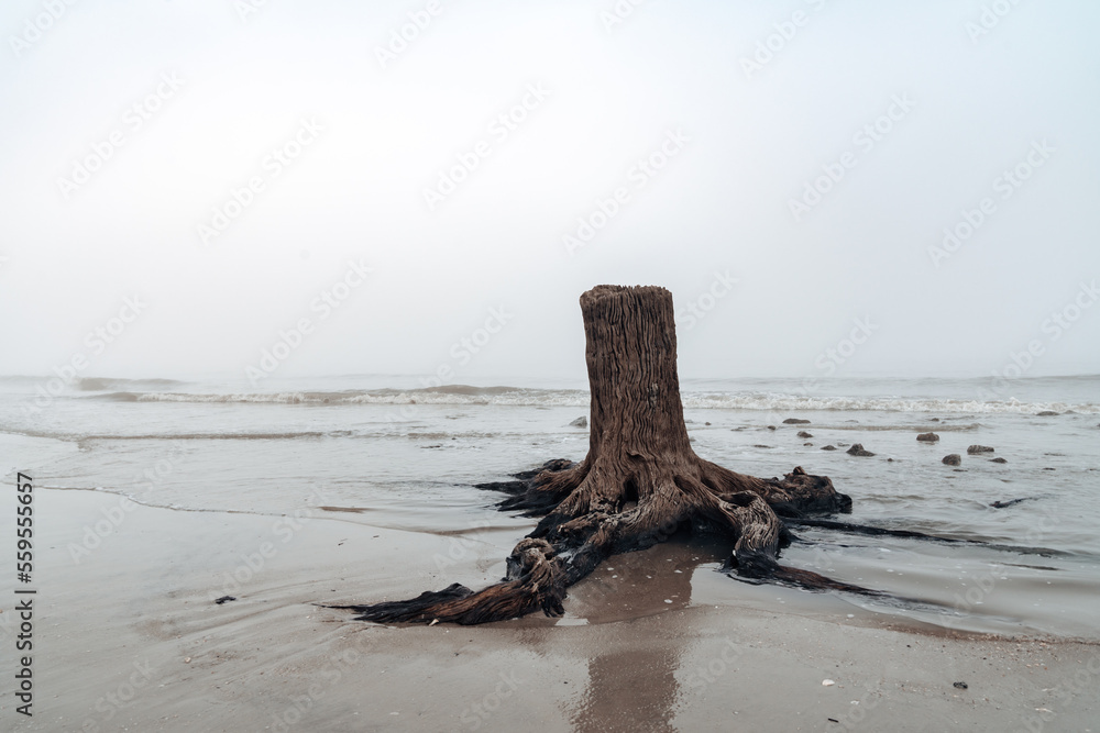 Large stump on Driftwood Beach - Jekyll Island Georgia on a foggy day