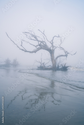 Very foggy morning on Driftwood Beach - Jekyll Island Georiga USA. Spooky tree with bare branches reflection on the tide water of the ocean photo