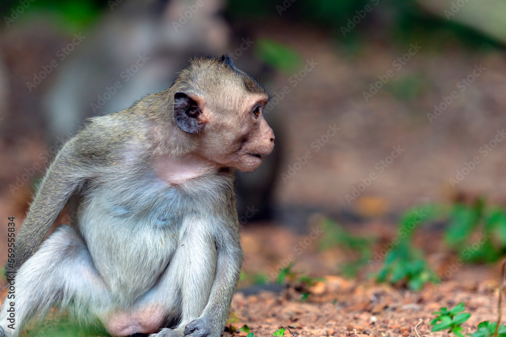 Macaque close-up in its natural habitat. Monkeys from Southeast Asia. Filmed in Cambodia Macaque close-up in its natural habitat. Monkeys from Southeast Asia. Filmed in Cambodia