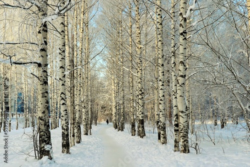 Winter clear, frosty morning, birch grove, tree branches covered with snow frost © Ruslan