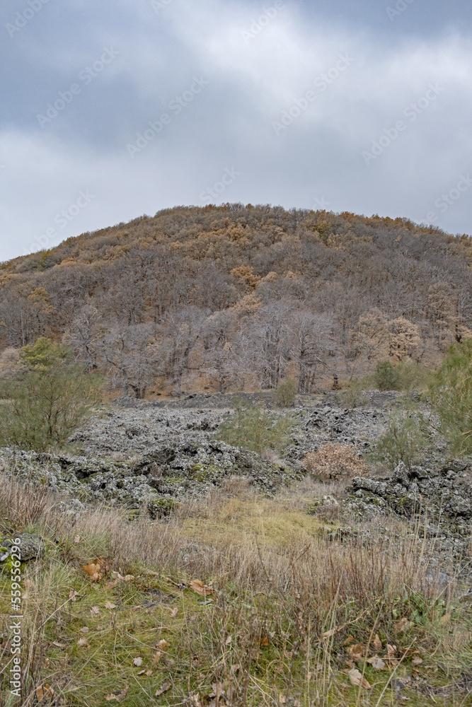 Bosco dell'Etna in Sicilia Bosco dell'Etna in Sicilia