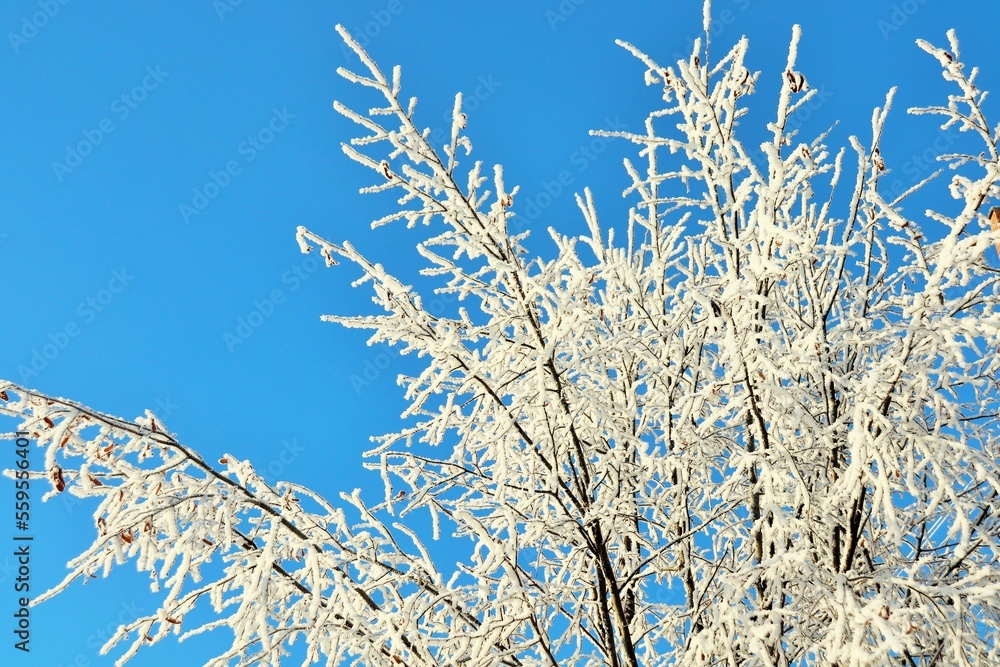 Winter clear, frosty morning, tree branches covered with snow frost