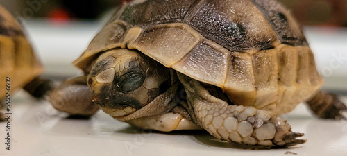 tartaruga con occhi chiusi