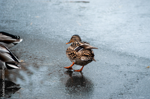 duck slides on ice
