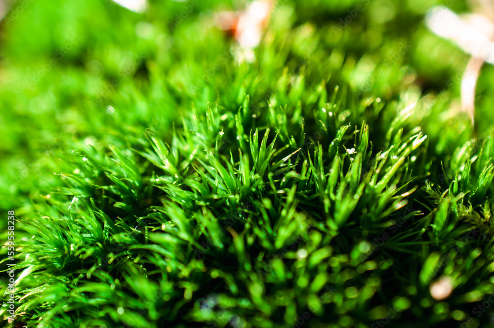 intensely green grass in the winter forest, close-up intensely green grass in the winter forest, close-up