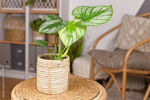 Tropical 'Philodendron Mamei' houseplant with silver pattern in basket flower pot on table in boho style living room photo