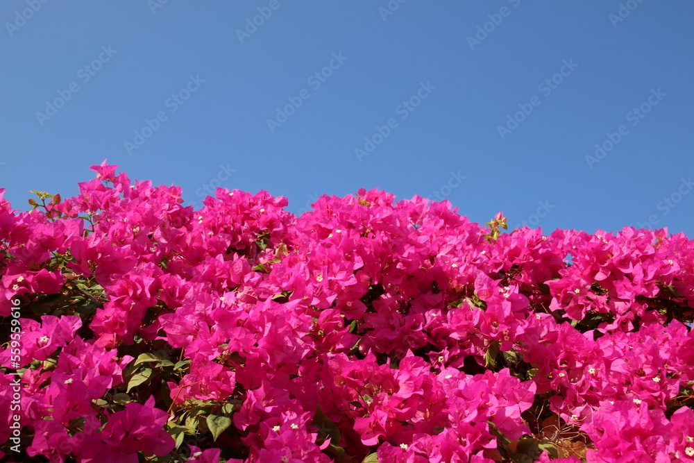 Rose pink Bougainvillea flowers (Old Muscat, Oman) Rose pink Bougainvillea flowers (Old Muscat, Oman)