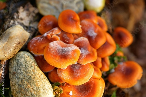 makroaufnahme im winter, viele orange pilze mit weisem frost, steine runtherum