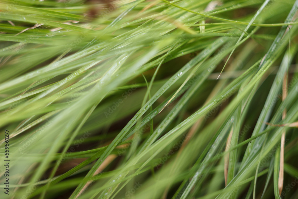 Green leaf texture with drops after rain