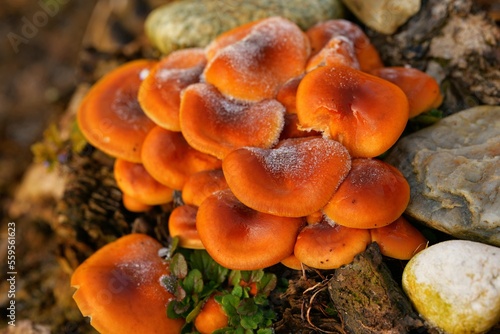 winterwunder, orange pilze mit frost übersogen, steine, zuckerguss