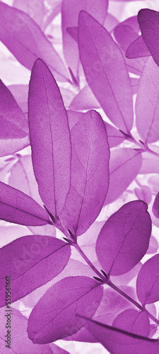 Vegetable vertical background from honeysuckle leaves. Purple mobile phone wallpaper from foliage of fruit bush. Abstract nature plant backdrop. Beautiful plants pattern. Leaf texture