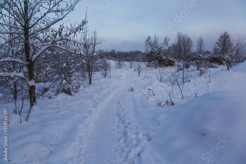 Road through a snow-covered meadow in Poland  © Alicja Wójcik