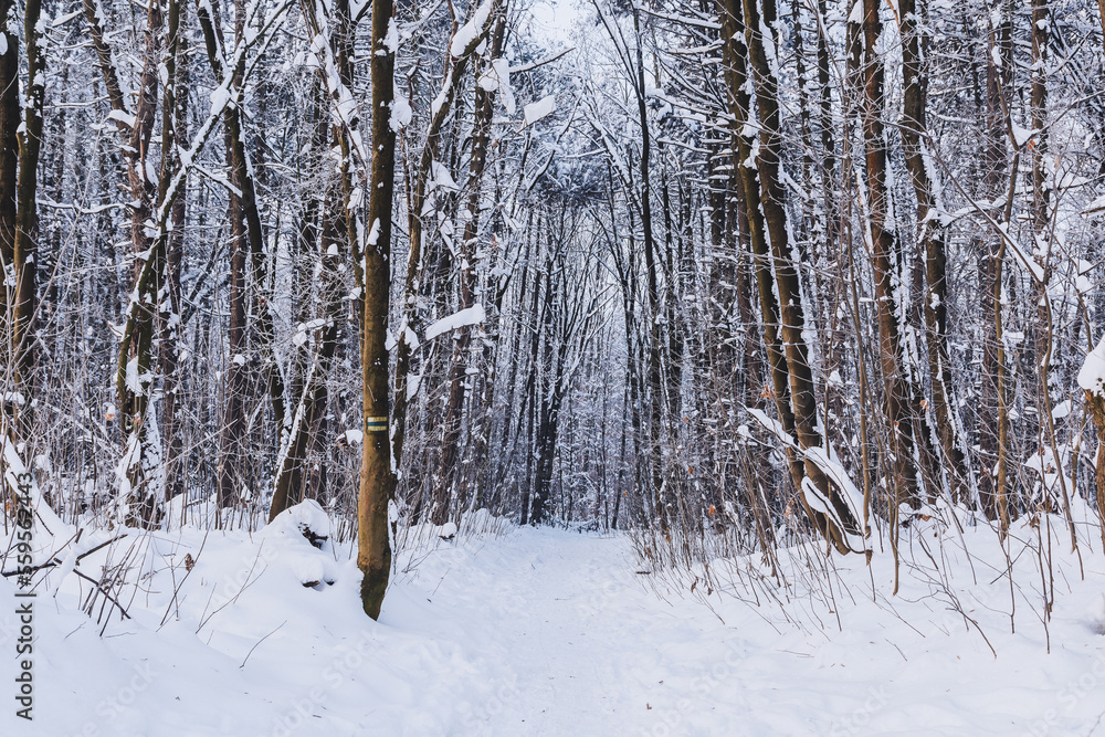Fototapeta premium Winter trail in the forest 