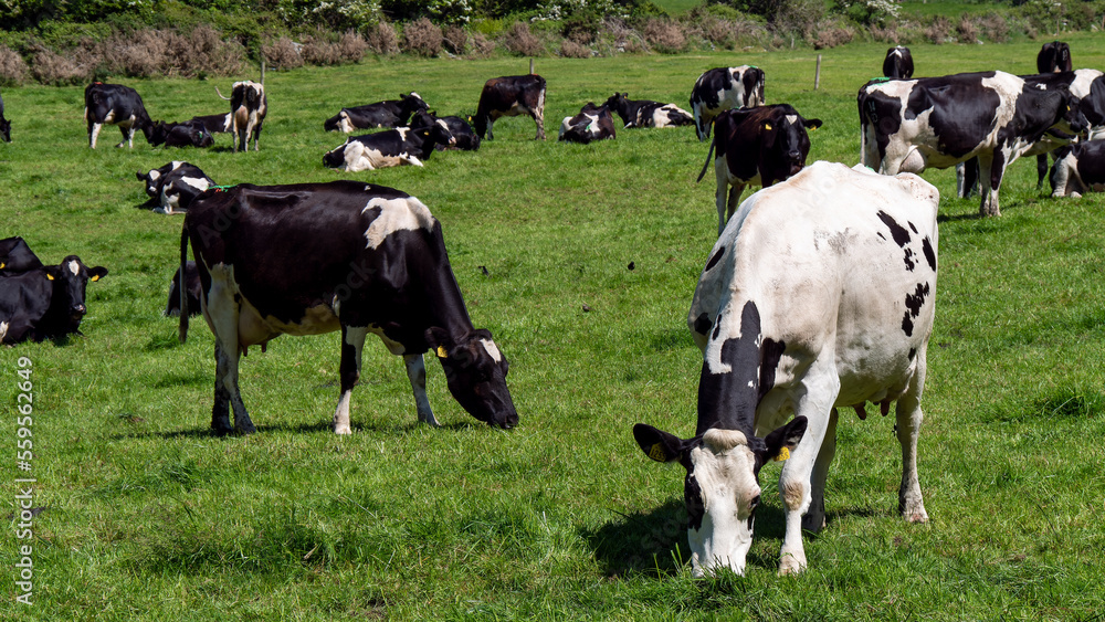 A cows on a green pasture on a sunny spring day. Grazing cows on a dairy farm. Cattle. Irish agriculture, agricultural landscape. Animal husbandry. Herd of cow on grass field A cows on a green pasture on a sunny spring day. Grazing cows on a dairy farm. Cattle. Irish agriculture, agricultural landscape. Animal husbandry. Herd of cow on grass field