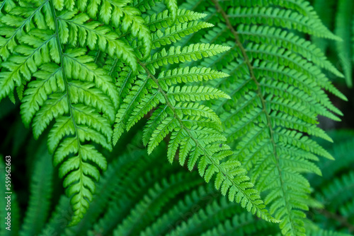 Beautiful leaves of a fern, close-up. Dense green foliage, macro. Green fern plant in close up