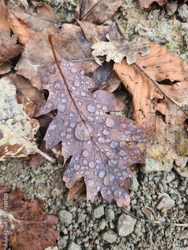 autumn leaves on the ground