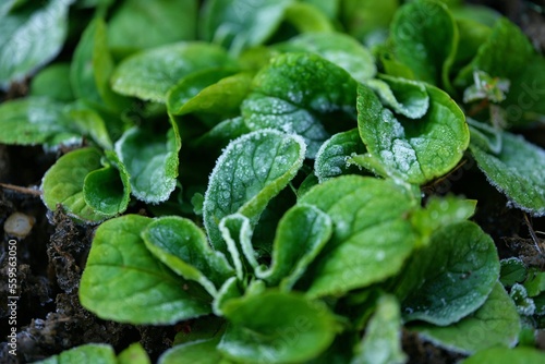 Vogerlsalat (Feldsalat) mit raureif, im winter ernten, bio gemüse, viele vitamine, regional, 