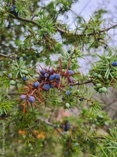 Juniper branch