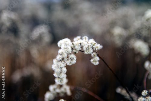 Autumn flower