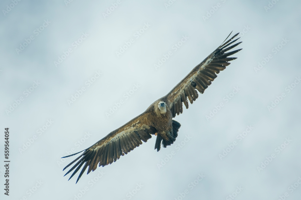 Griffon Vulture in flight against blue sky and haze, Italian Alps -Gyps fulvus flying.