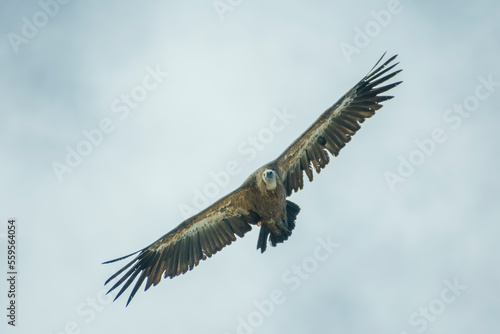Griffon Vulture in flight against blue sky and haze  Italian Alps -Gyps fulvus flying. 