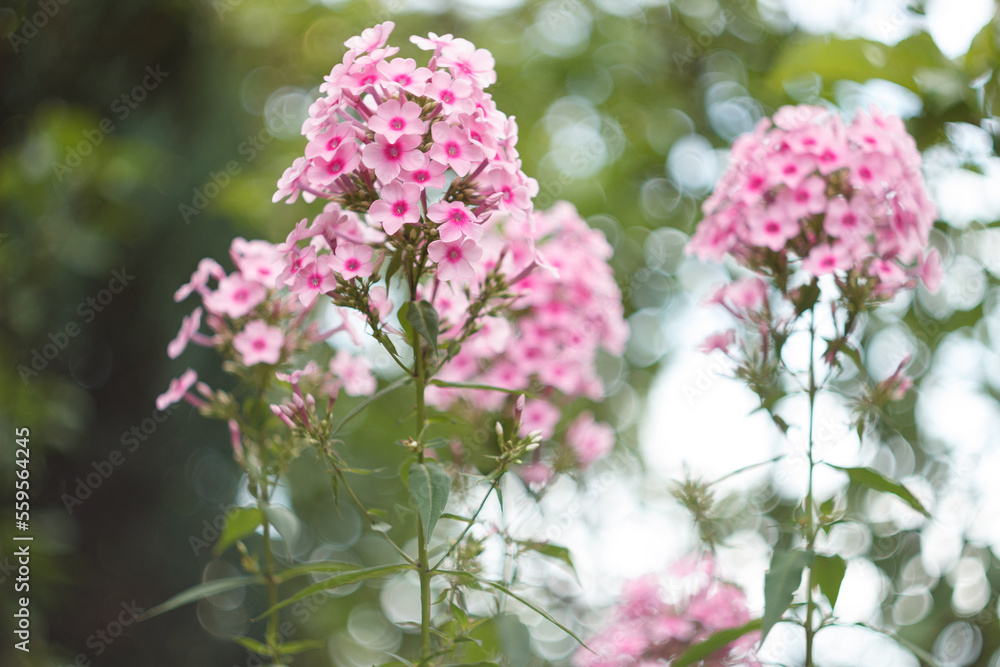 Fototapeta premium Pink phlox flowers in a garden