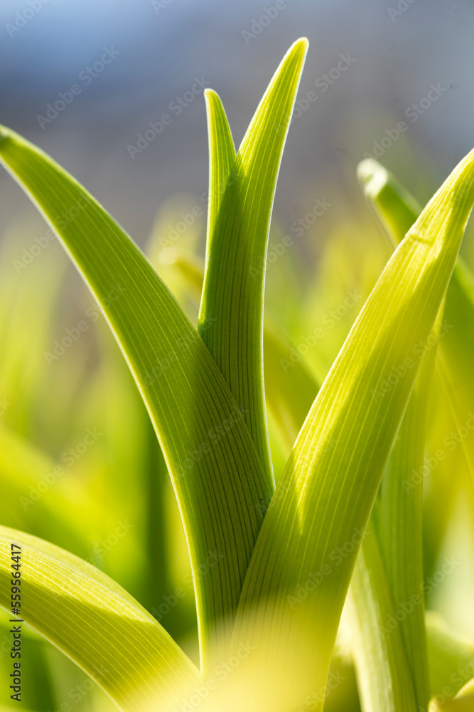 Obraz premium Young green sprout