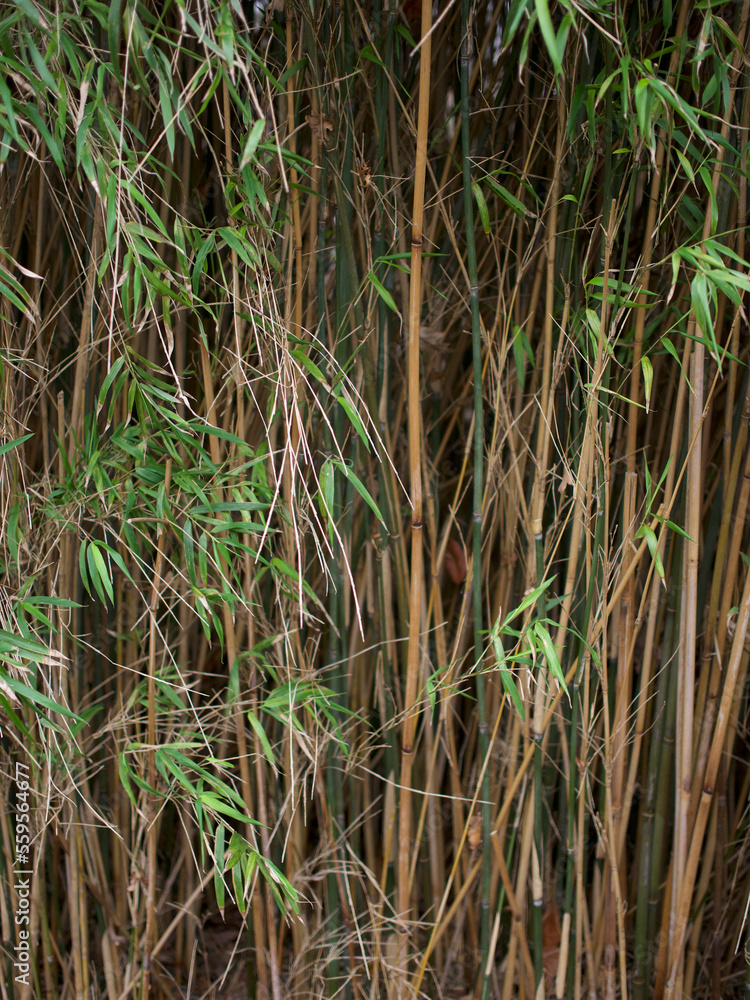 Fototapeta premium Tall bamboo