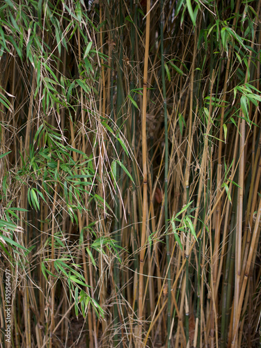 Tall bamboo