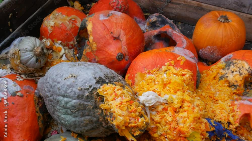 Decayed various pumpkins, mold, midges, rot on pieces of pumpkin crop