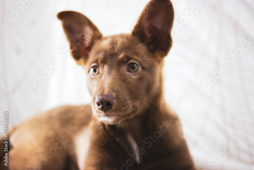 Podenko ibitsenko  ibisan greyhound portrait. Hunting dogs breed. Portrait of brown puppy with sad eyes  brown nose. Mixed canine breeds. Abandoned stray pup background Protection of abandoned animals