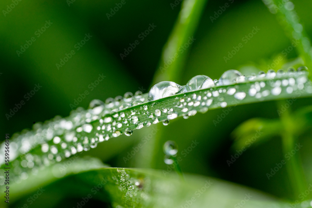 Morning dew on the grass