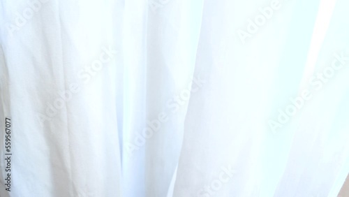 Wallpaper Mural Portrait of a beautiful longhair cat. The cat looks from behind a curtain. Torontodigital.ca