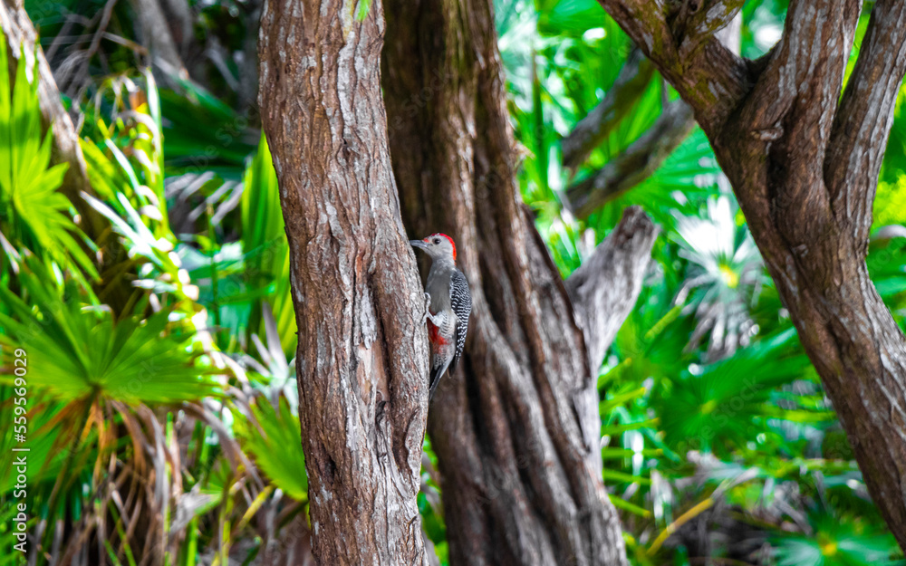 Red bellied woodpecker hammering drill on tree trunk in Mexico. Red bellied woodpecker hammering drill on tree trunk in Mexico.