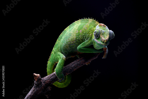 Female fischer chameleon on a black background © DS light photography