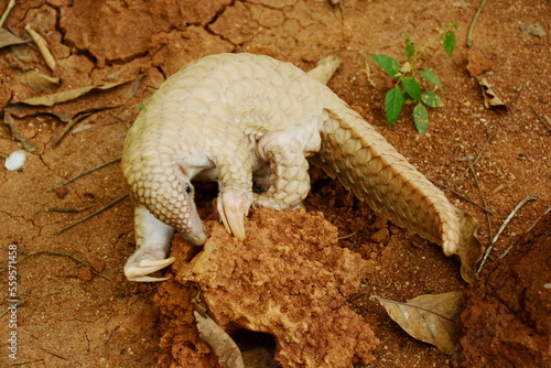 Young Indian pangolin (Manis crassicaudata) at Pinnawala, Sri Lanka photo