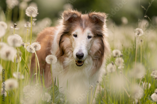 dog on the dandelion