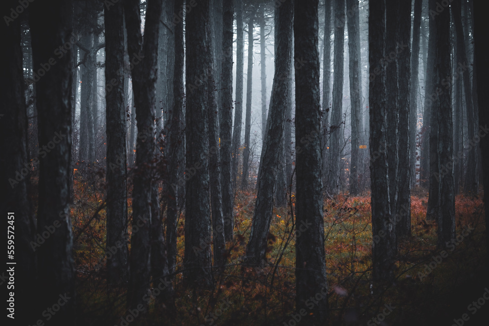 dark forest dark forest