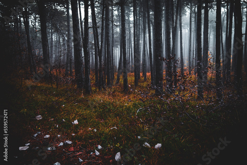 Morning in the misty forest