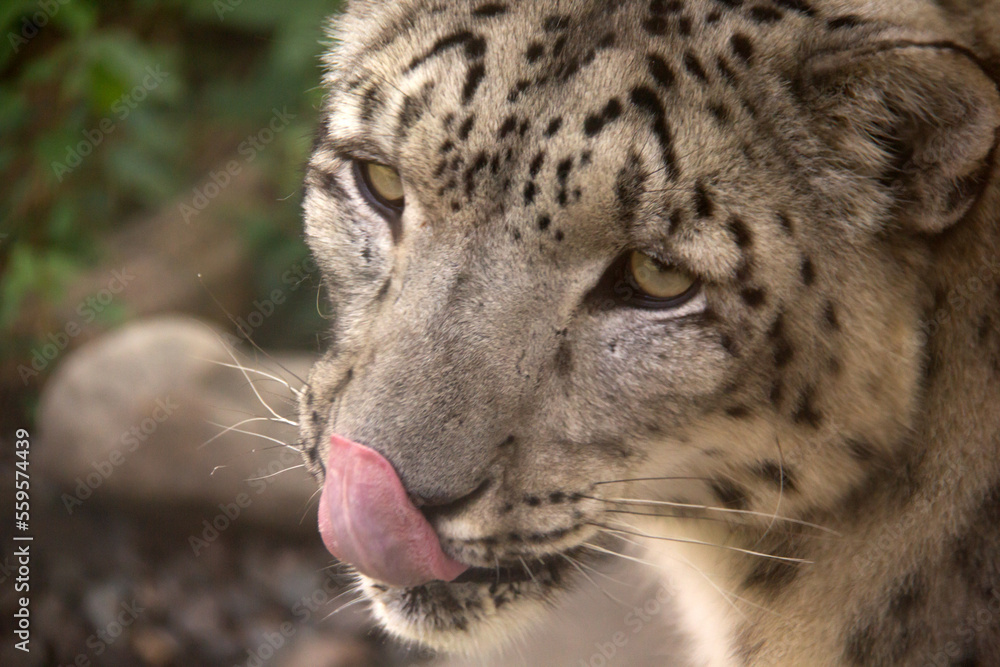 Close up of a snow leopard with his tongue out Close up of a snow leopard with his tongue out