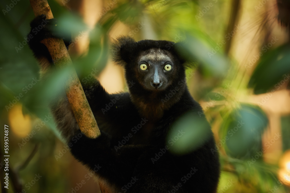 Lemur Indri, a portrait of a largest lemur from Madagascar against a backlit rainforest background, eyes contact, dark fur, wild animal. Madagascar wilderness theme. Lemur Indri, a portrait of a largest lemur from Madagascar against a backlit rainforest background, eyes contact, dark fur, wild animal. Madagascar wilderness theme.