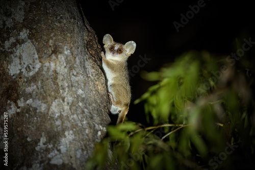 Gray mouse lemur, Microcebus murinus, very small, nocturnal lemur on a tree trunk, with huge ears and eyes, endemic to Madagascar