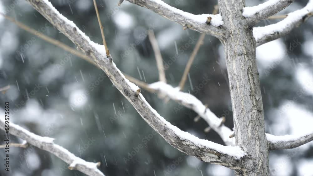 Shooting focusing on a snowing tree branch Shooting focusing on a snowing tree branch