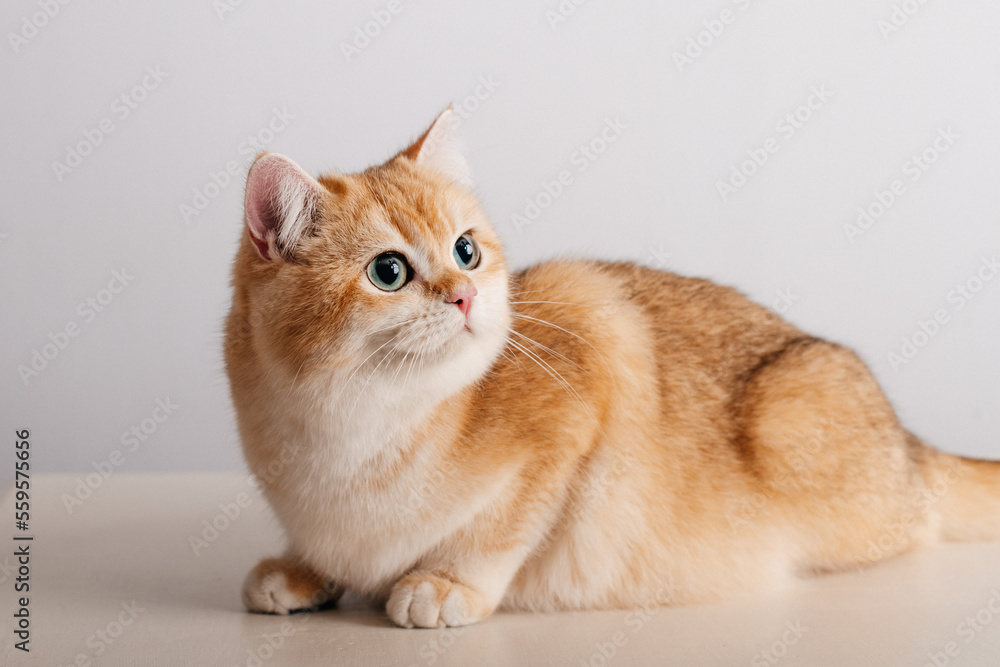 Obraz premium Beautiful cute orange cat