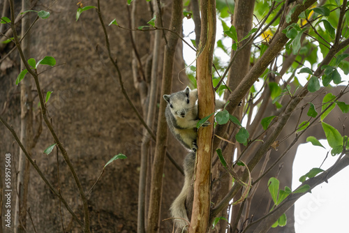 Finlayson's squirrel AKA Variable squirrel on a tree branch looking curious photo