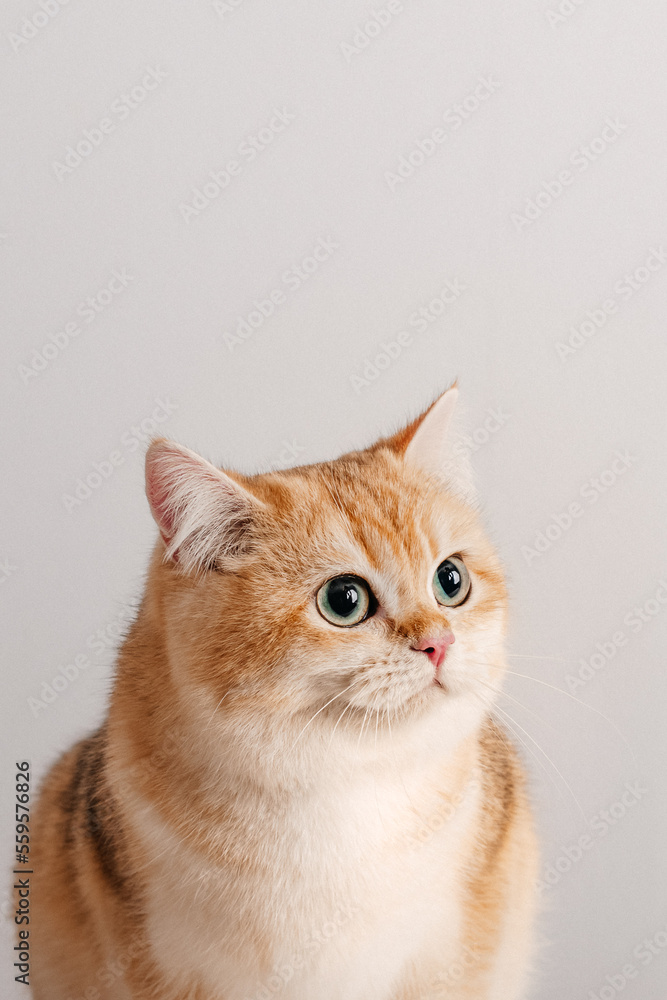 Close up portrait of tabby ginger cat, space for text for your design	