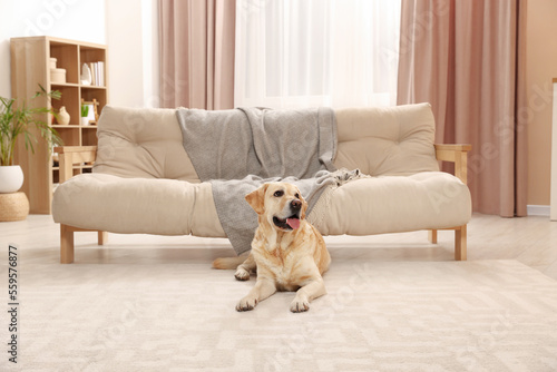 Modern living room interior. Cute Golden Labrador Retriever on floor