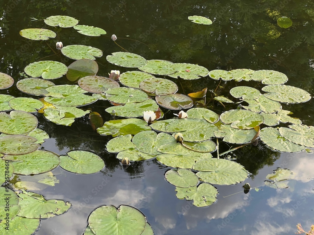 Pond with waterlily plants outdoors on sunny day Pond with waterlily plants outdoors on sunny day