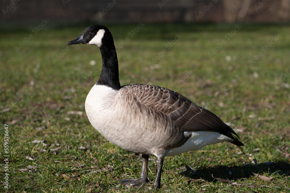 A young wild goose stands on a green meadow and looks ahead. A young wild goose stands on a green meadow and looks ahead.