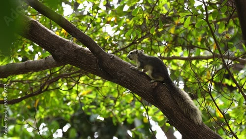 Cute Finlayson's squirrel AKA Variable squirrel chilling on a tree branch